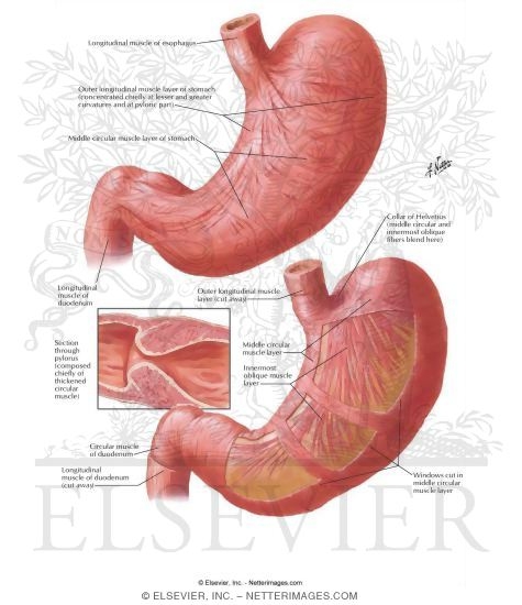 Watermarked preview of labeled image: Musculature of Stomach