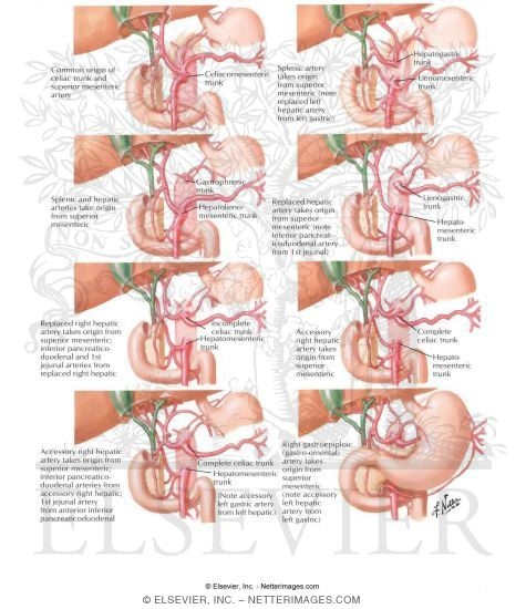 Variations In Celiac Trunk
Blood Supply of Small and Large Intestine