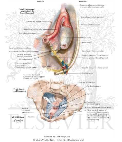Pelvic Ligaments