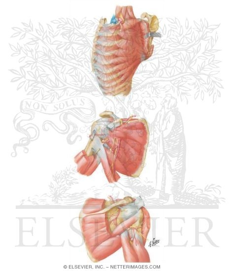 Watermarked preview of unlabeled image: Scapulohumeral Dissection