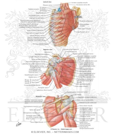 Watermarked preview of labeled image: Scapulohumeral Dissection