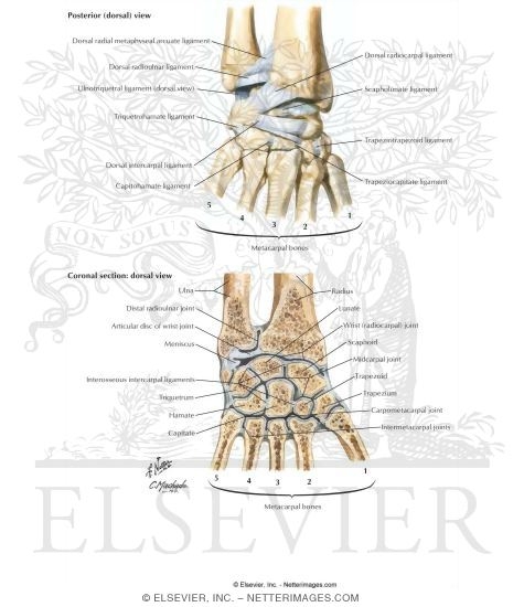 Ligaments of Wrist
