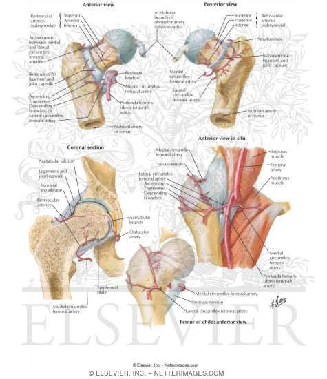 Arteries of the Femoral Neck