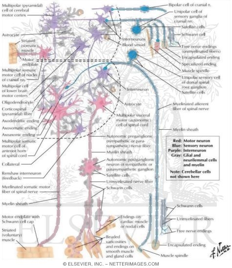 Some Cell Types of the Nervous System
Neuronal Cell Types