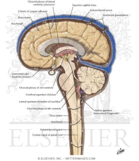 Circulation of Cerebrospinal Fluid