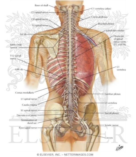 Spinal Cord and Ventral Rami In Situ