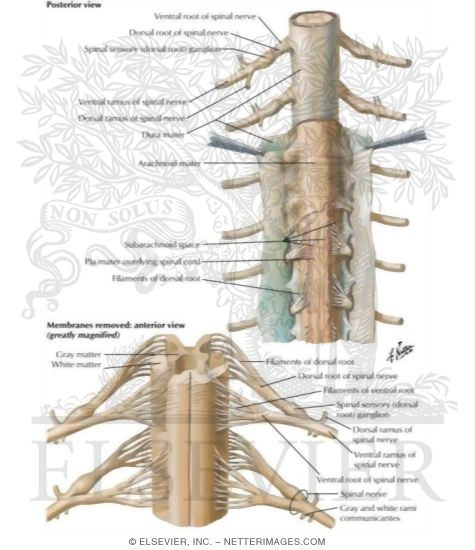 Watermarked preview of labeled image: Spinal Membranes and Nerve Roots
