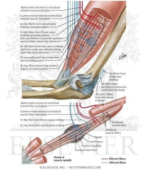 Muscle and Joint Receptors