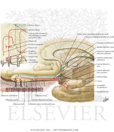 Olfactory Nerve Schema