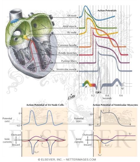 Physiology of the Specialized Conduction System
Relation of Action Potential From the Various Cardiac Regions to the Body Surface ECG