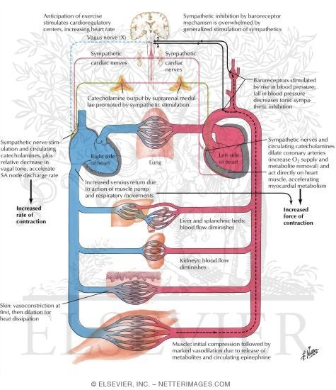 Exercise and circulatory system online