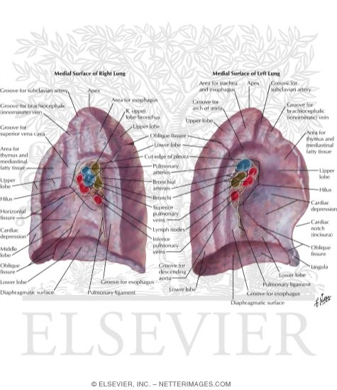 Lungs: Medial Views
Medial Surface of Lungs
