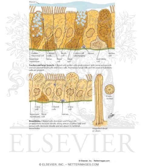 Watermarked preview of labeled image: Ultrastructure of Tracheal, Bronchial, and Bronchiolar Epithelium