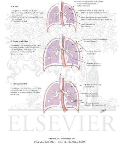 Forces During Quiet Breathing