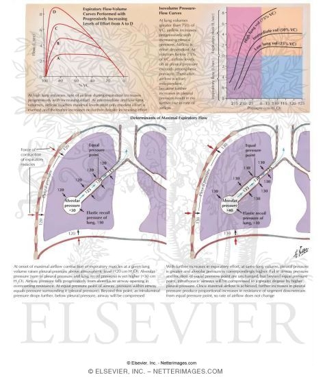 Flow-Volume Relationships - Determinants of Maximal Expiratory Flow