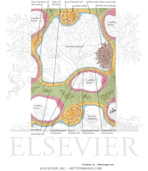 Watermarked preview of labeled image: Ultrastructure of Pulmonary Alveoli and Capillaries