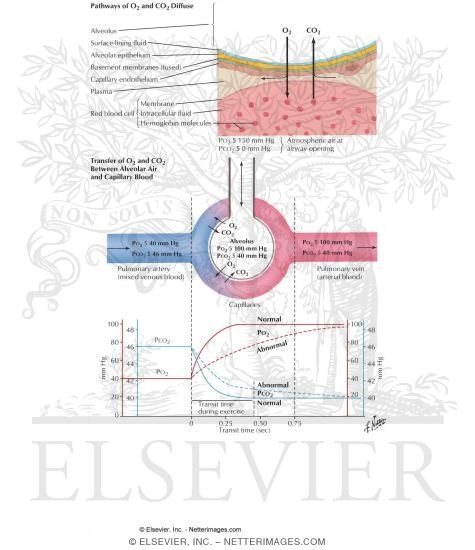 Pathways of O2 and CO2 Diffusion