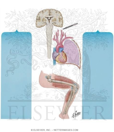 Respiratory Response to Exercise