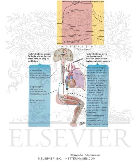 Watermarked preview of labeled image: Respiratory Response to Exercise