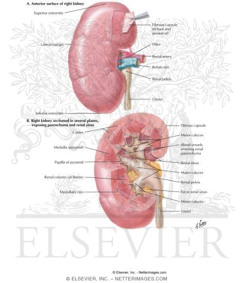 Anatomy of the Kidney