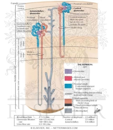 Anatomy of the Nephron
Nephron and Collecting Tubule: Schema
The Nephron