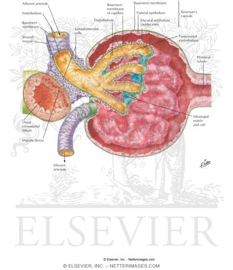 Histology of Renal Corpuscle