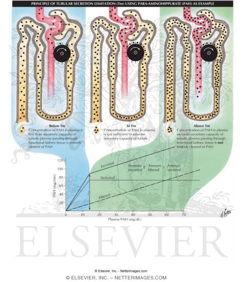 Watermarked preview of labeled image: Tubular Secretion
