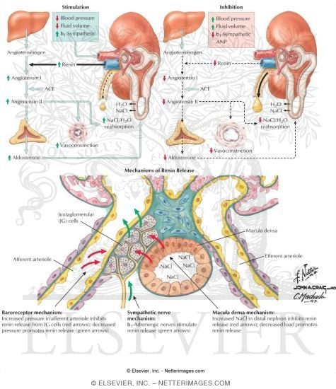 Renin-Angiotensin-Aldosterone System