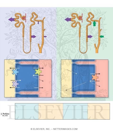 Potassium Excretion