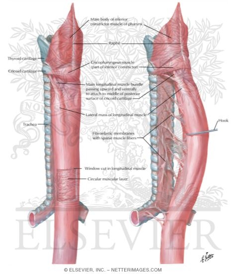 Musculature of the Esophagus