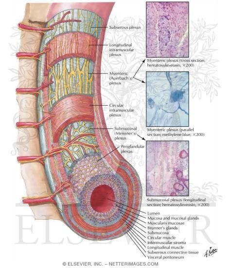 Enteric Nervous System
Enteric Plexuses
Innervation of Small and Large Intestine
Intrinsic Autonomic Plexuses of Intestine: Schema
