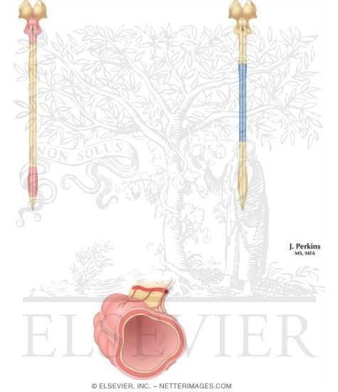 Integration of Autonomic and Enteric Nervous Systems