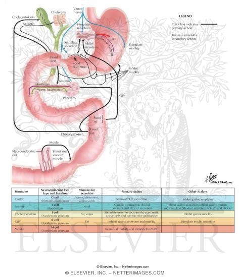 Major Gastrointestinal Hormones