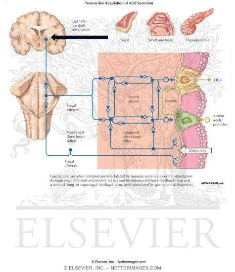 Watermarked preview of labeled image: Vagal Control of Gastric Secretion