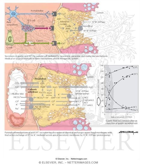 Regulation of Parietal Cell Function