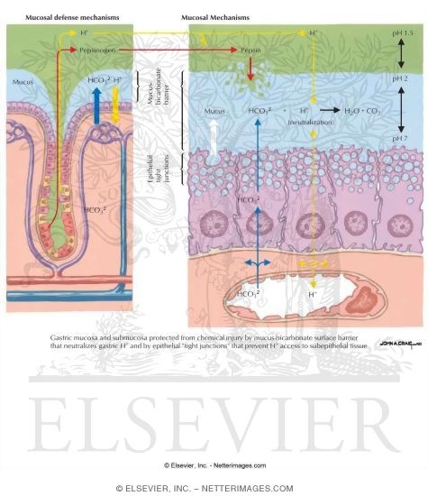 Mucosal Defense Mechanisms