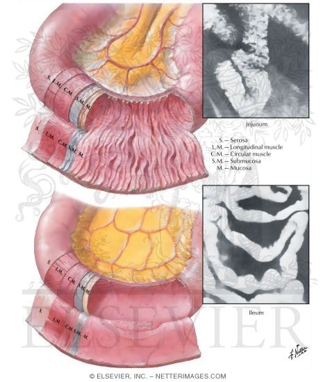 Watermarked preview of labeled image: Mucosa and Musculature of Small Intestine
Small Intestine Structure