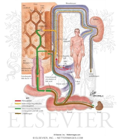 Bilirubin Production and Excretion