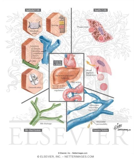 Watermarked preview of labeled image: Overview of Liver Function