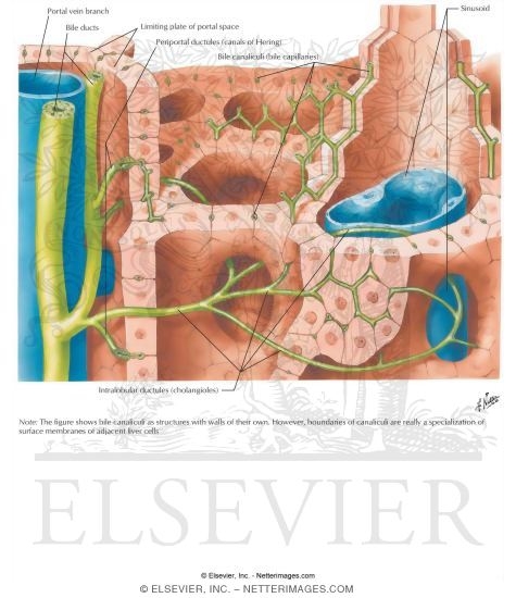 Watermarked preview of labeled image: Intrahepatic Biliary System