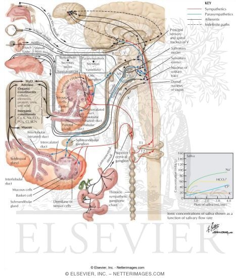 Watermarked preview of labeled image: Salivary Gland Secretion