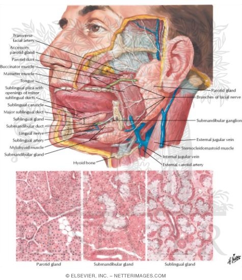 Watermarked preview of labeled image: Salivary Glands