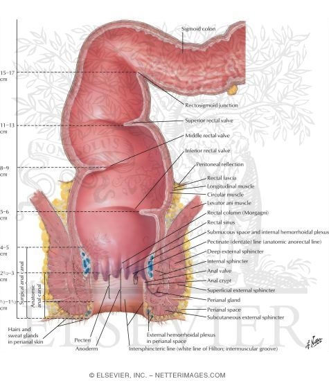 Rectum and Anal Canal
Structure of the Rectum and Anal Canal