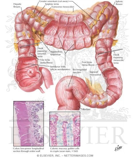 Large Intestine Structure
Mucosa and Musculature of Colon
Mucosa and Musculature of Large Intestine
Structure of Colon
