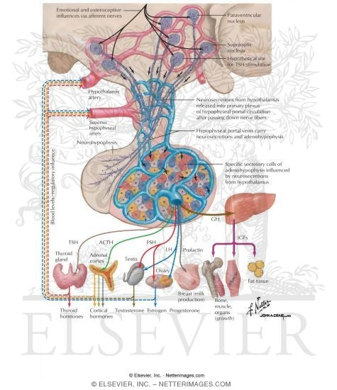 Watermarked preview of labeled image: Anterior Pituitary Hormones and Feedback Control
