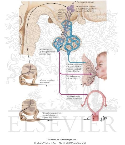 Watermarked preview of labeled image: Secretion and Action of Oxytocin 
