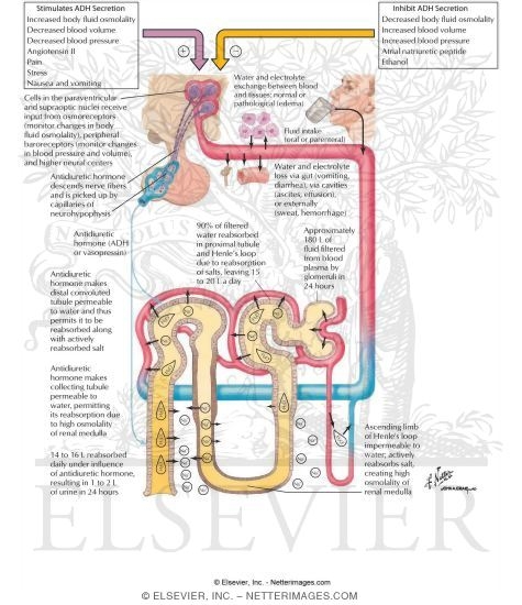 Watermarked preview of labeled image: Secretion and Action of Vasopressin