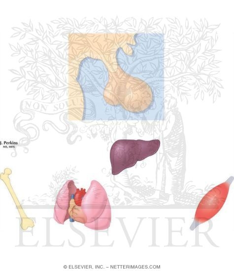 Watermarked preview of unlabeled image: Growth Hormone