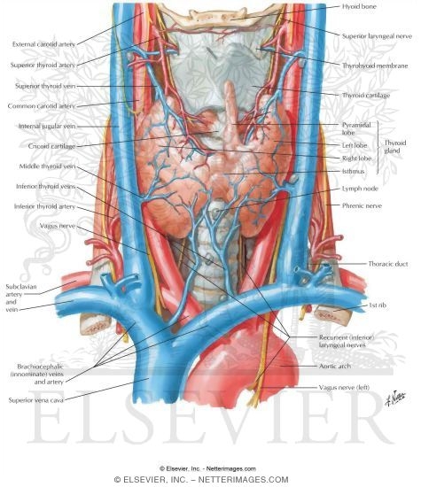 Watermarked preview of labeled image: Thyroid Gland Structure