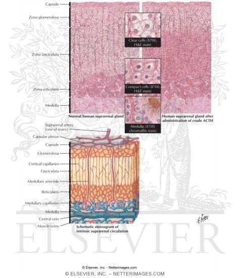 Adrenal Gland Histology